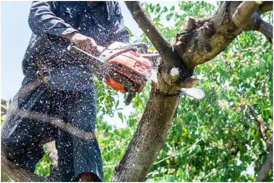 tree services Gibbsville